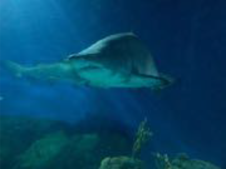 DeZoos l'Aquarium Barcelona
